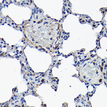 Caspase-8 antibody