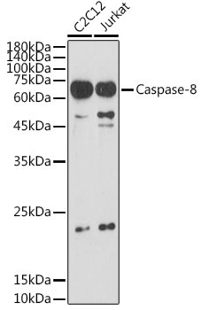 Caspase-8 antibody