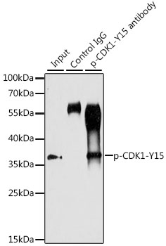 CDK1 (phospho-Y15) antibody