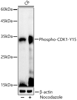 CDK1 (phospho-Y15) antibody