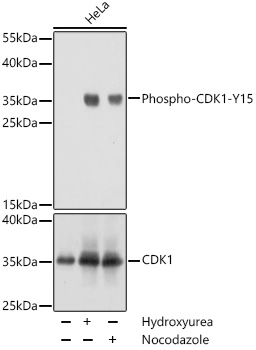 CDK1 (phospho-Y15) antibody