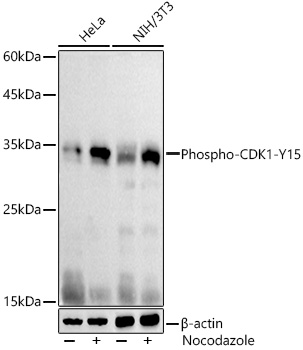 CDK1 (phospho-Y15) antibody