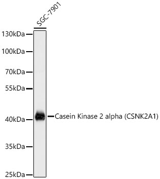 CSNK2A1 antibody