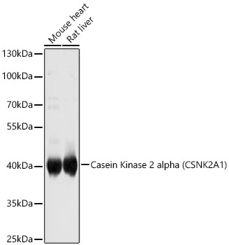 CSNK2A1 antibody