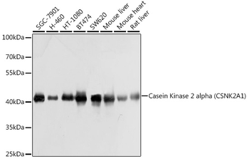 CSNK2A1 antibody