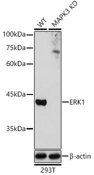 MAPK3 antibody