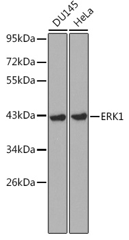 MAPK3 antibody