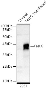 FasLG antibody