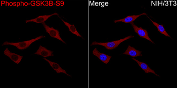 GSK3 (phospho-S9) antibody