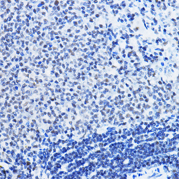 HDAC1 antibody