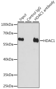 HDAC1 antibody