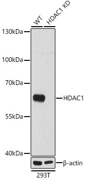 HDAC1 antibody