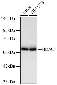 HDAC1 antibody