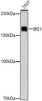 IRS-1 antibody