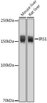 IRS-1 antibody