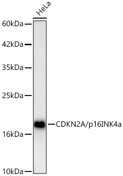 CDKN2A antibody