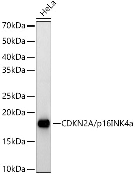 CDKN2A antibody