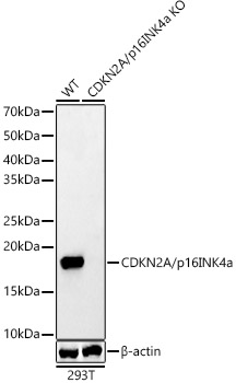 CDKN2A antibody