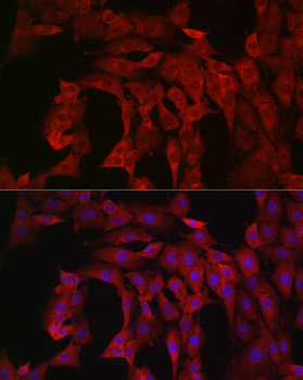 PI3 Kinase p110 alpha antibody