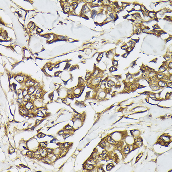 PI3 Kinase p110 alpha antibody