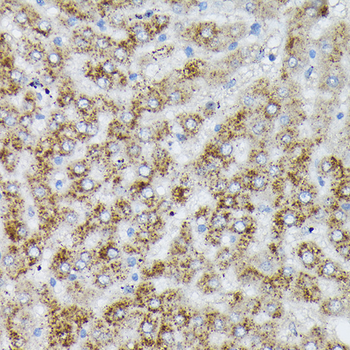 PI3 Kinase p110 alpha antibody