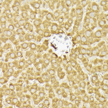 PI3 Kinase p110 alpha antibody