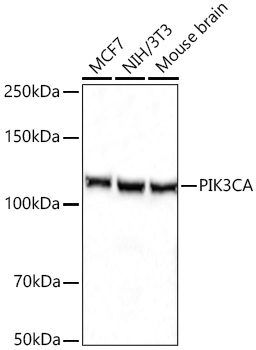 PI3 Kinase p110 alpha antibody