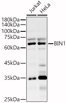 BIN1 antibody