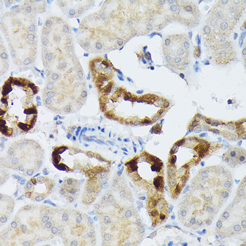 BMP2 antibody