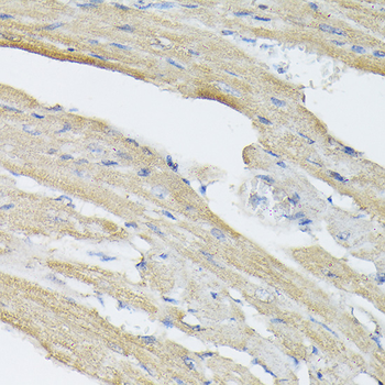 BMP2 antibody