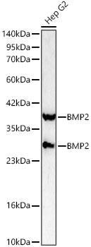 BMP2 antibody