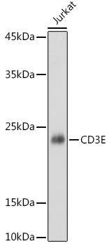 CD3E antibody