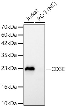 CD3E antibody