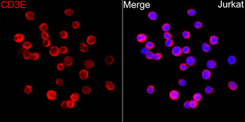 CD3E antibody