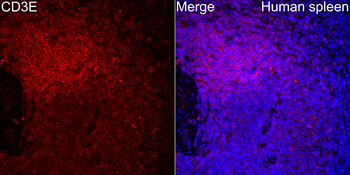 CD3E antibody