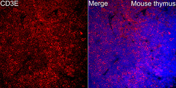 CD3E antibody