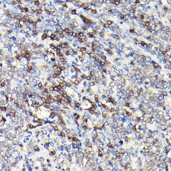 CD3E antibody