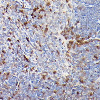 CD3E antibody