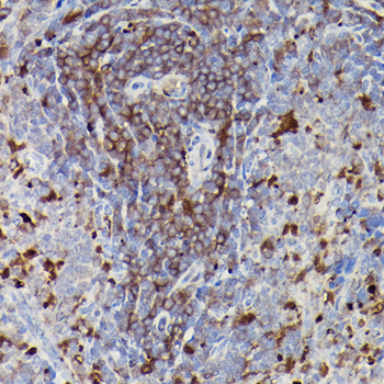 CD3E antibody