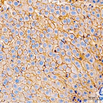 N Cadherin antibody