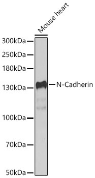 N Cadherin antibody