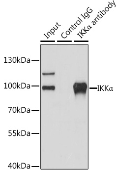 CHUK antibody