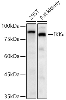 CHUK antibody