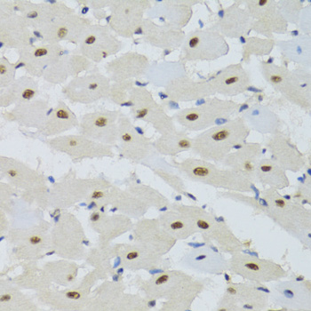 DDB1 antibody