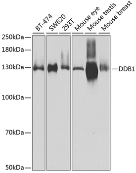 DDB1 antibody