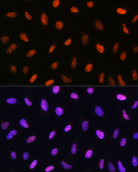 DDIT3 antibody