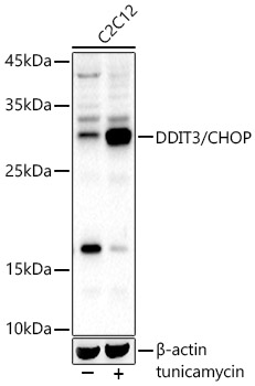 DDIT3 antibody