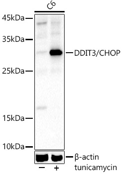 DDIT3 antibody