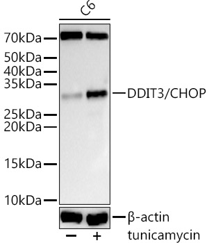 DDIT3 antibody