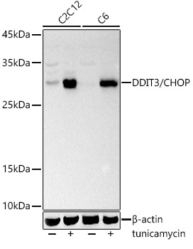 DDIT3 antibody